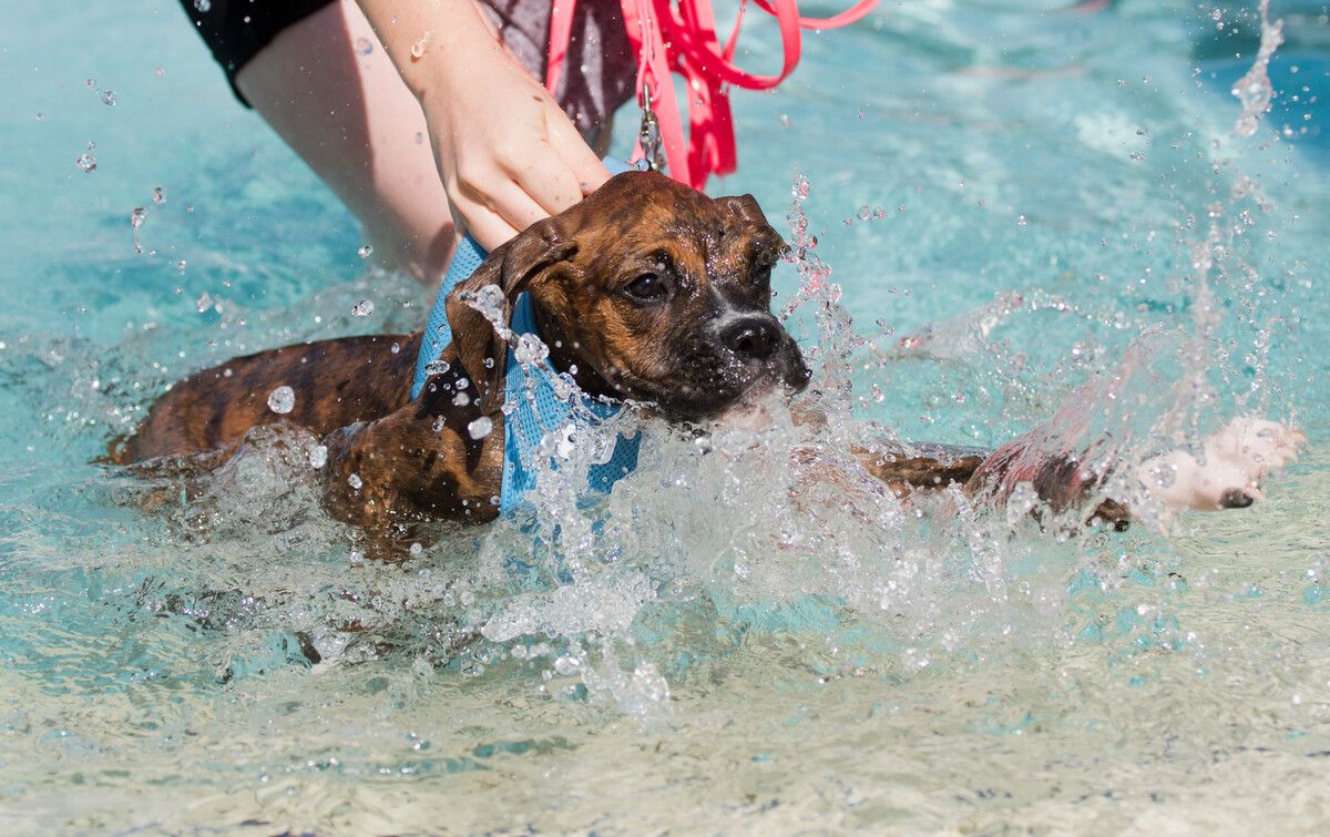 Hunde können ganz tolle Spielgefährten sein. Trotzdem sollten Kinder nie mit Hunden unbeaufsichtigt allein gelassen werden. apa
