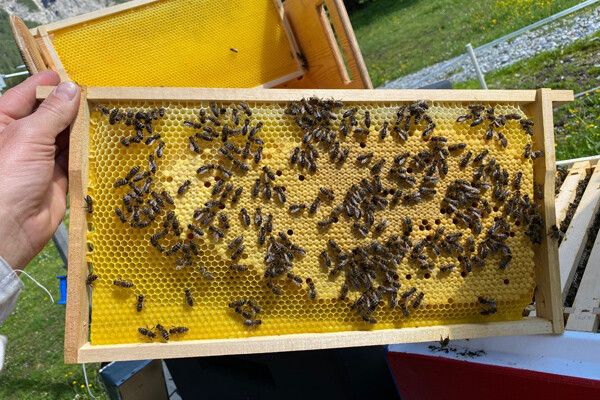 Im Klostertal-Museum kann die Ausstellung „Bienen erleben“ besucht werden.Bienenzuchtverein
