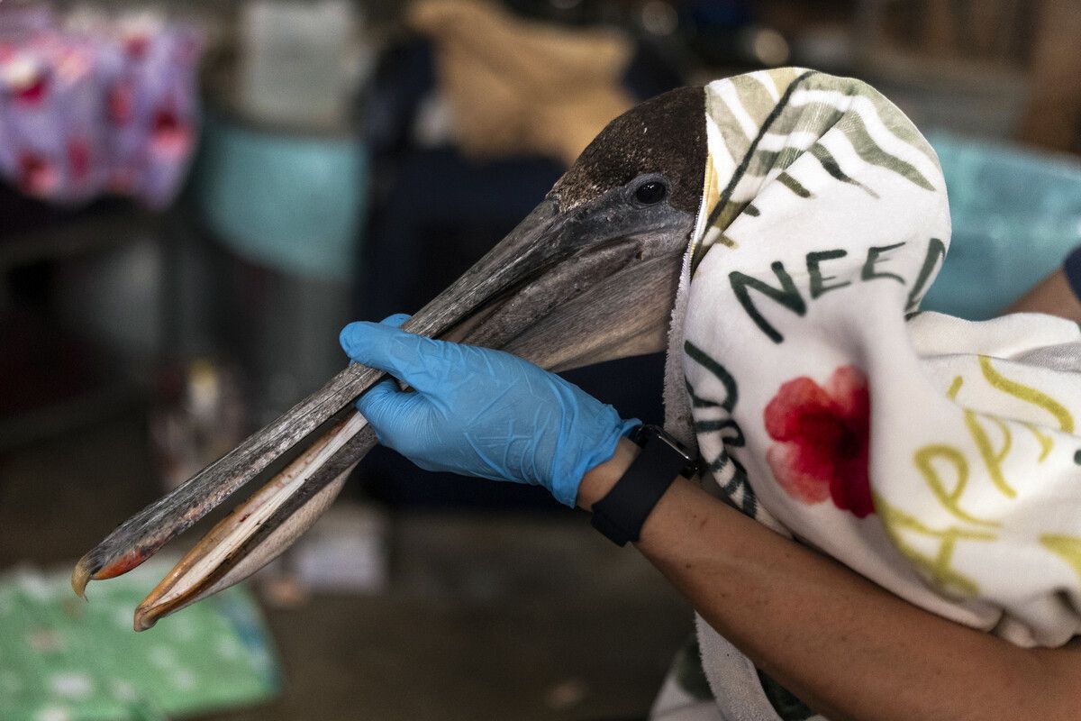 Im Wetlands and Wildlife Care Center in Huntington Beach, Kalifornien, wird ein geretteter Pelikan behandelt. ap