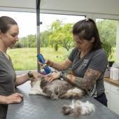 Einmal waschen, schneiden, föhnen
