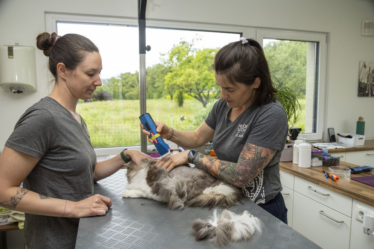 “Katzen lassen sich das nicht gerne gefallen, sie haben wenig Geduld”, sagt Melanie Rhomberg. VN/Paulitsch