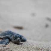 Nach Nazi-Eklat auf Sylt bittet Beteiligter um Verzeihung