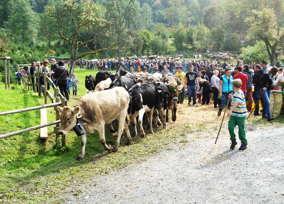 So früh wie noch nie beginnt der Alpauftrieb in Hohenems. Über 500 Tiere werden am Wochenende auf Alpen getrieben. Stadt