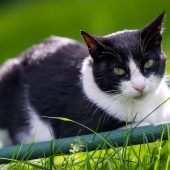 Österreich ist ein „Katzenland“