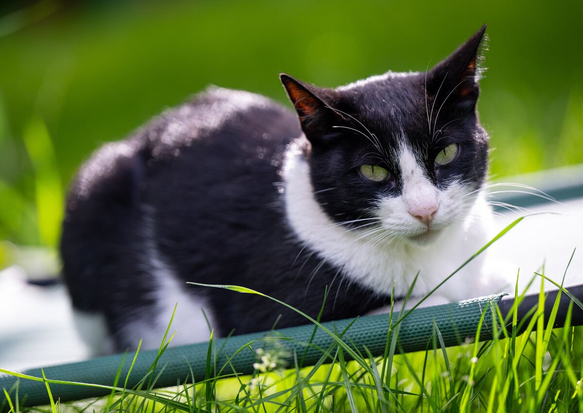 Ungefähr 36 Prozent der österreichischen Katzen seien inzwischen über zehn Jahre alt, zwölf Prozent über 15 Jahre. dpa