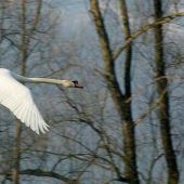 Schwan sorgte erneut für „Blackout“