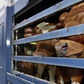 Neue Regeln für Tiertransporte