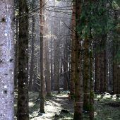 Dem Land ist der Wald ein Anliegen