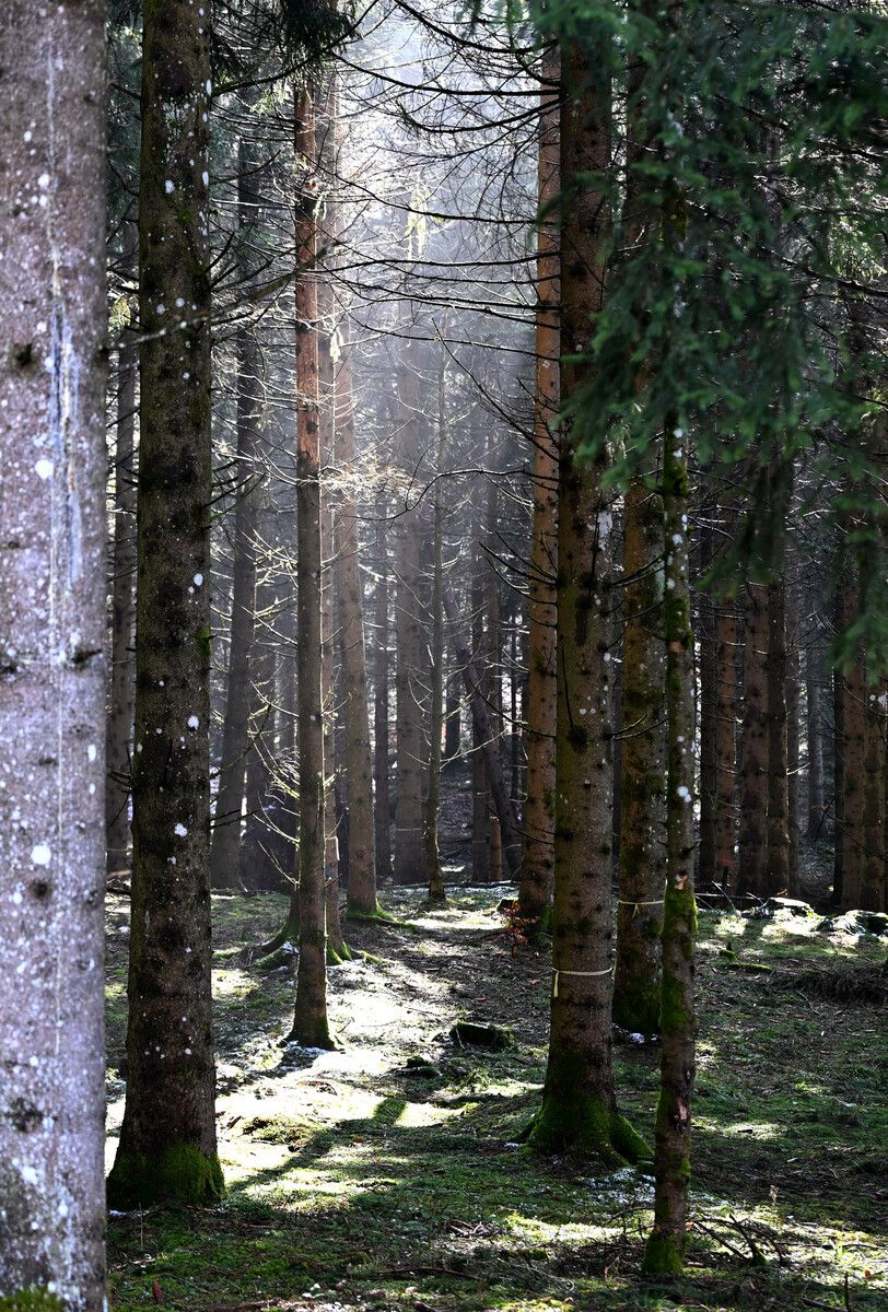 Angesichts der Waldwoche soll mehr Licht auf das Thema fallen.APA