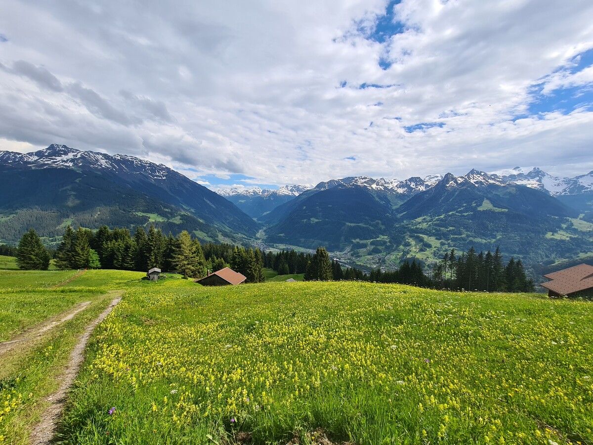 Artenreiche Magerwiesen gibt es in Bartholomäberg zuhauf.
