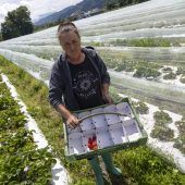 „Wir müssen jede dritte Erdbeere entsorgen”