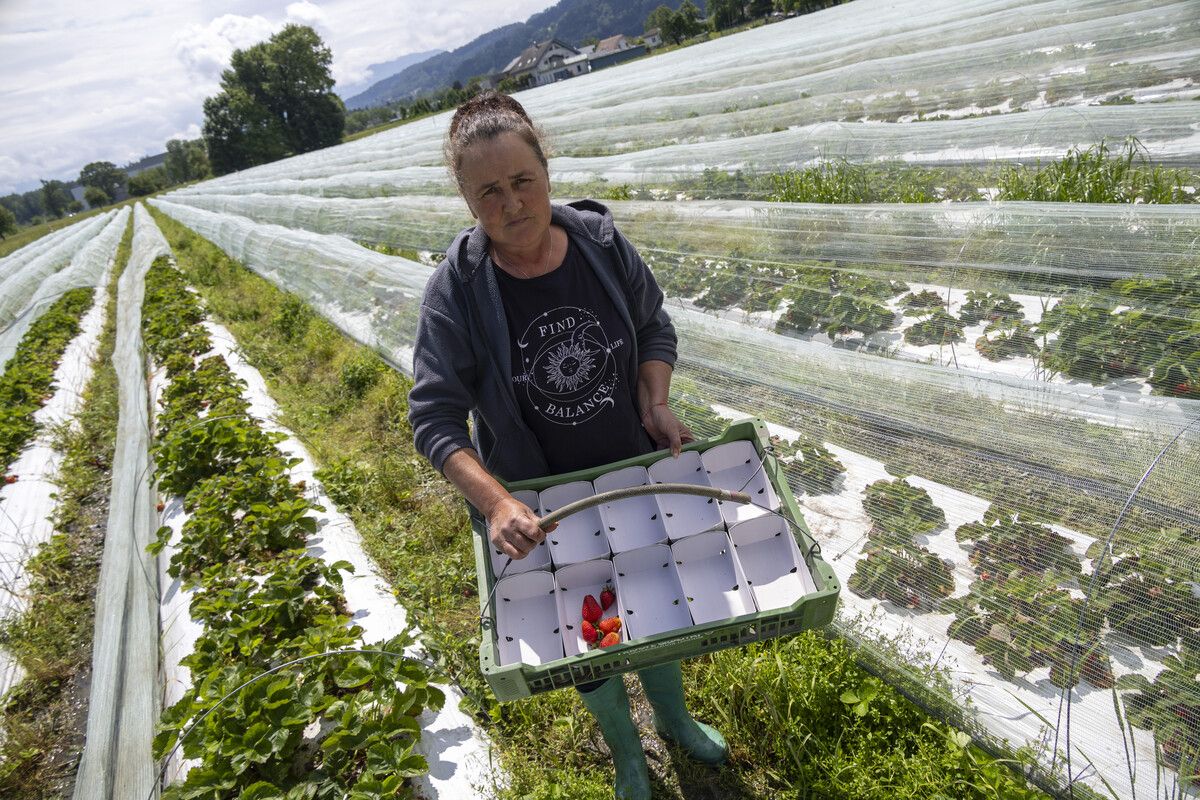 Bei Edbeeren Karg werden heuer voraussichtlich 30 Tonnen weniger Früchte geerntet. VN/Paulitsch