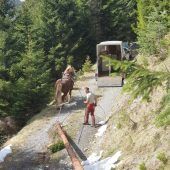 Nachhaltige Forstwirtschaft in Bludenz