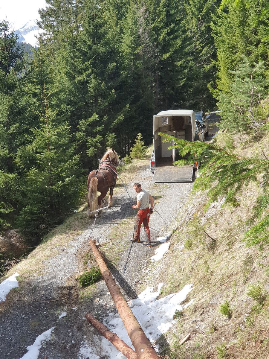 Die Forstwirtschaft in Bludenz wird nachhaltig betrieben, wie hier mit Pferden.Stadt Bludenz