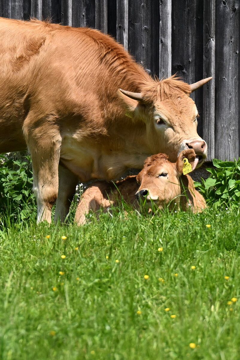 Die Leistungen aus dem Tiergesundheitsfonds bleiben den Landwirten sicher.  APA/Gindl