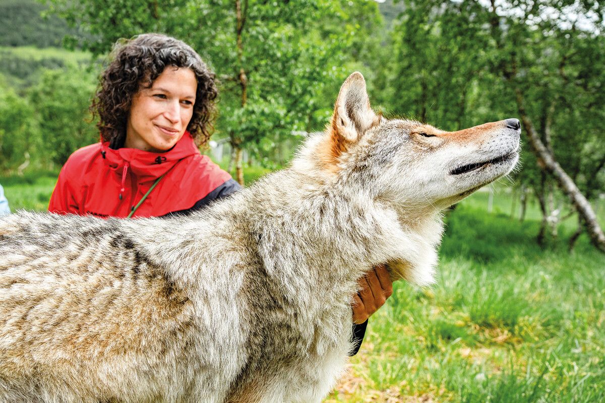 Die zahmen Wölfe kommen gerne für ein paar Streicheleinheiten vorbei.Edelweiss/Loren Bedeli