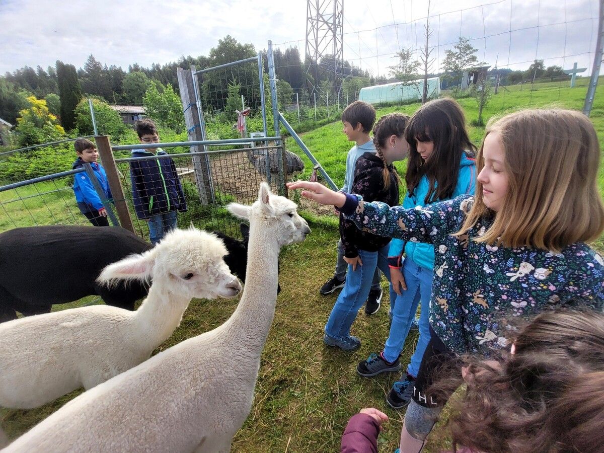 Ein Abstecher zu den Alpakas durfte natürlich nicht fehlen. bms (2)