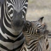 Frecher ­Zebranachwuchs