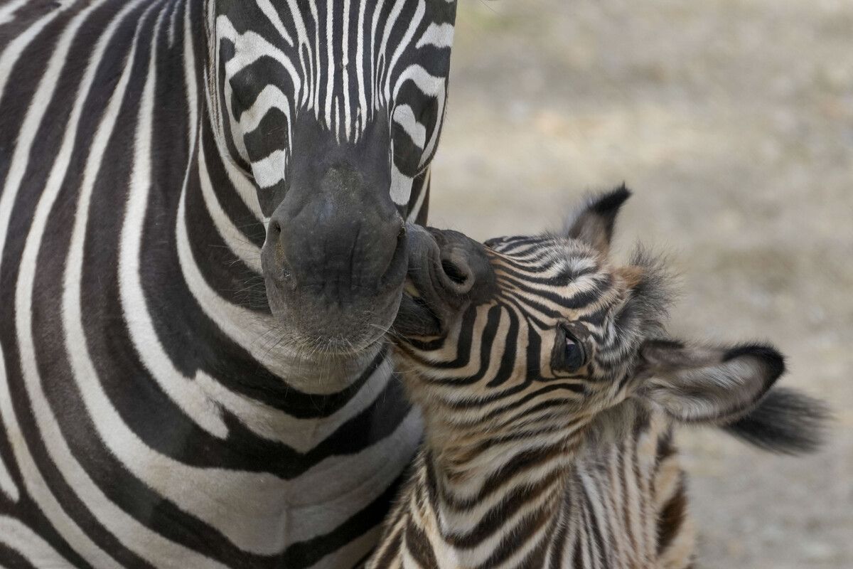 Ein Zebrafohlen im Zoo von Belgrad schmust mit seiner Mutter. AP