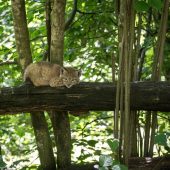 So geht es den Luchsdrillingen im Wildpark