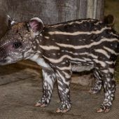 Hübsches Tapirbaby