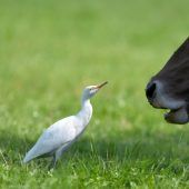 Vogelwelt des Rheindelta