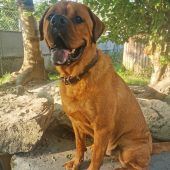 Django sucht einen, der ihn lieb hat