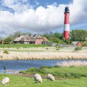 Grüne Strände auf Pellworm