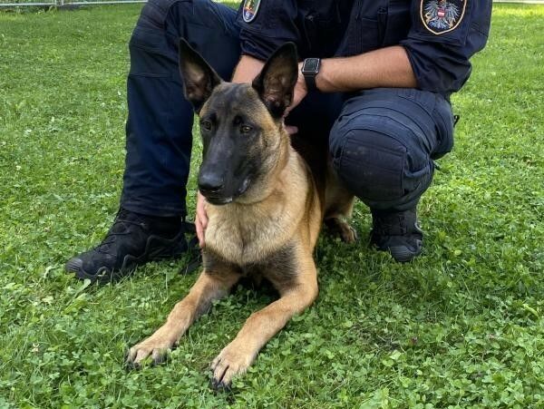 „Hendrix” schüchterte den Tatverdächtigen durch sein Bellen ein. vn/rauch