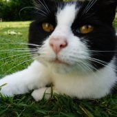 Katzen gehen für die Wissenschaft auf Jagd