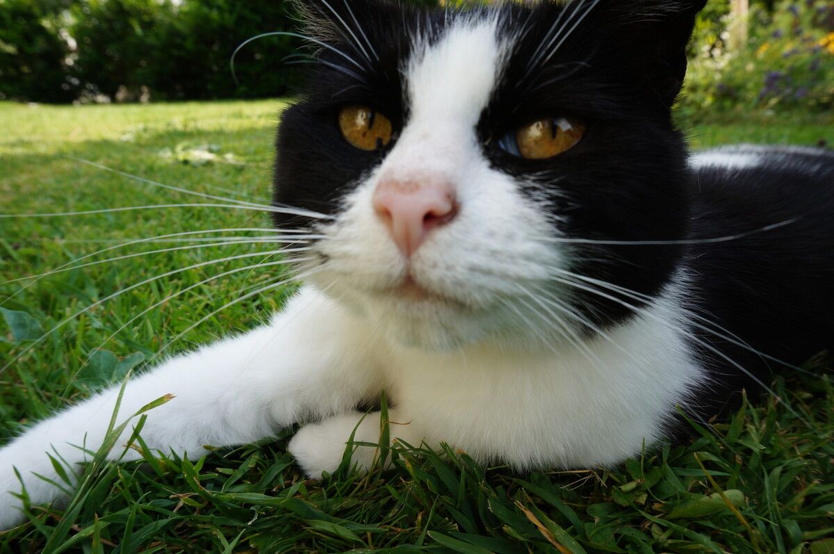 In Vorarlberg leben laut Statistik Austria rund 24.000 Katzen. VN/GER