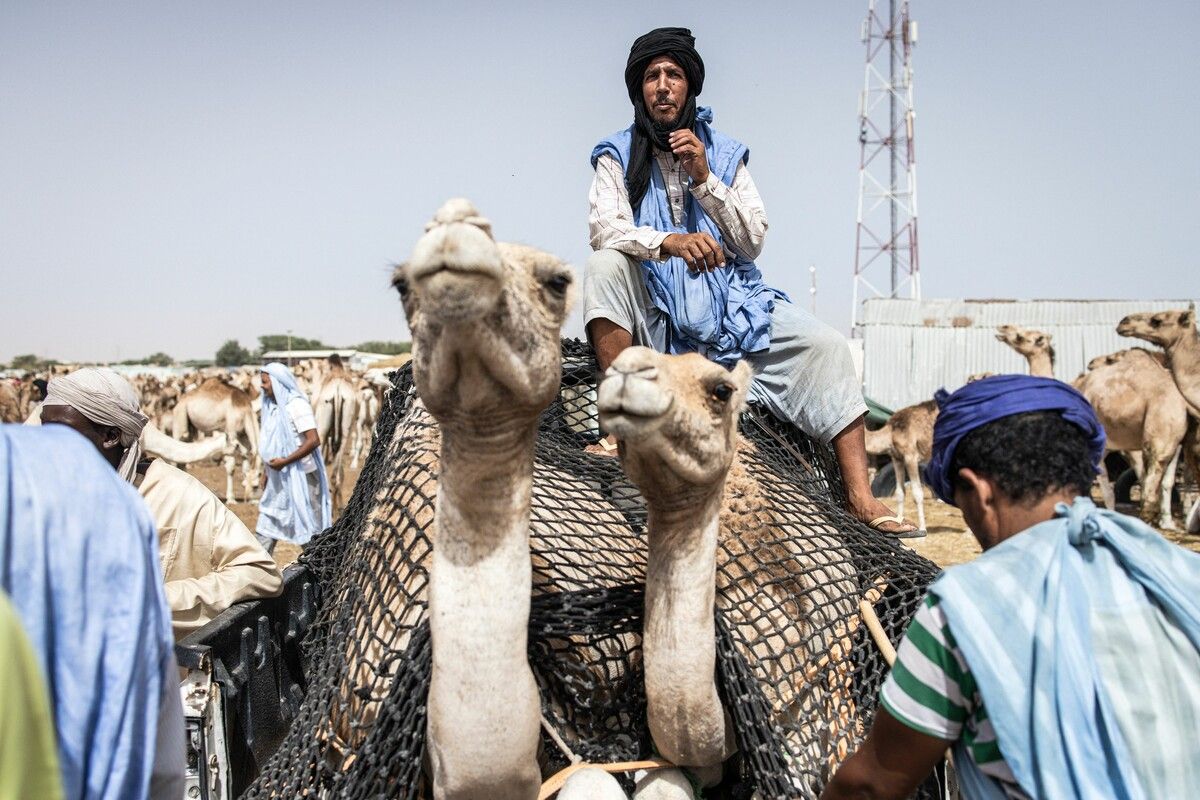 Kamele werden auf einem Markt am Stadtrand von Nouakchott in Mauretanien zum Verkauf angeboten. AFP