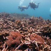 Korallenbleiche in Malaysia: Mehr als Hälfte der Riffe betroffen