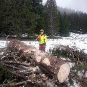 Den Wald instand halten als Berufung