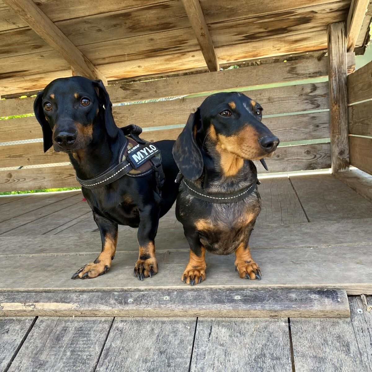 Luna und Mylo wollen gerne gemeinsam zu ihrer neuen Familie ziehen.