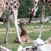 Nachwuchs bei den Rothschild-Giraffen