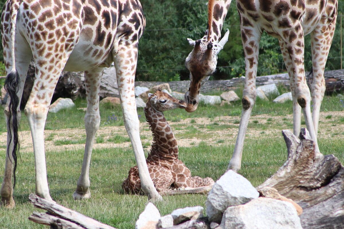Mama Amalka kümmert sich vorbildlich um ihren Nachwuchs. Tierpark Berlin