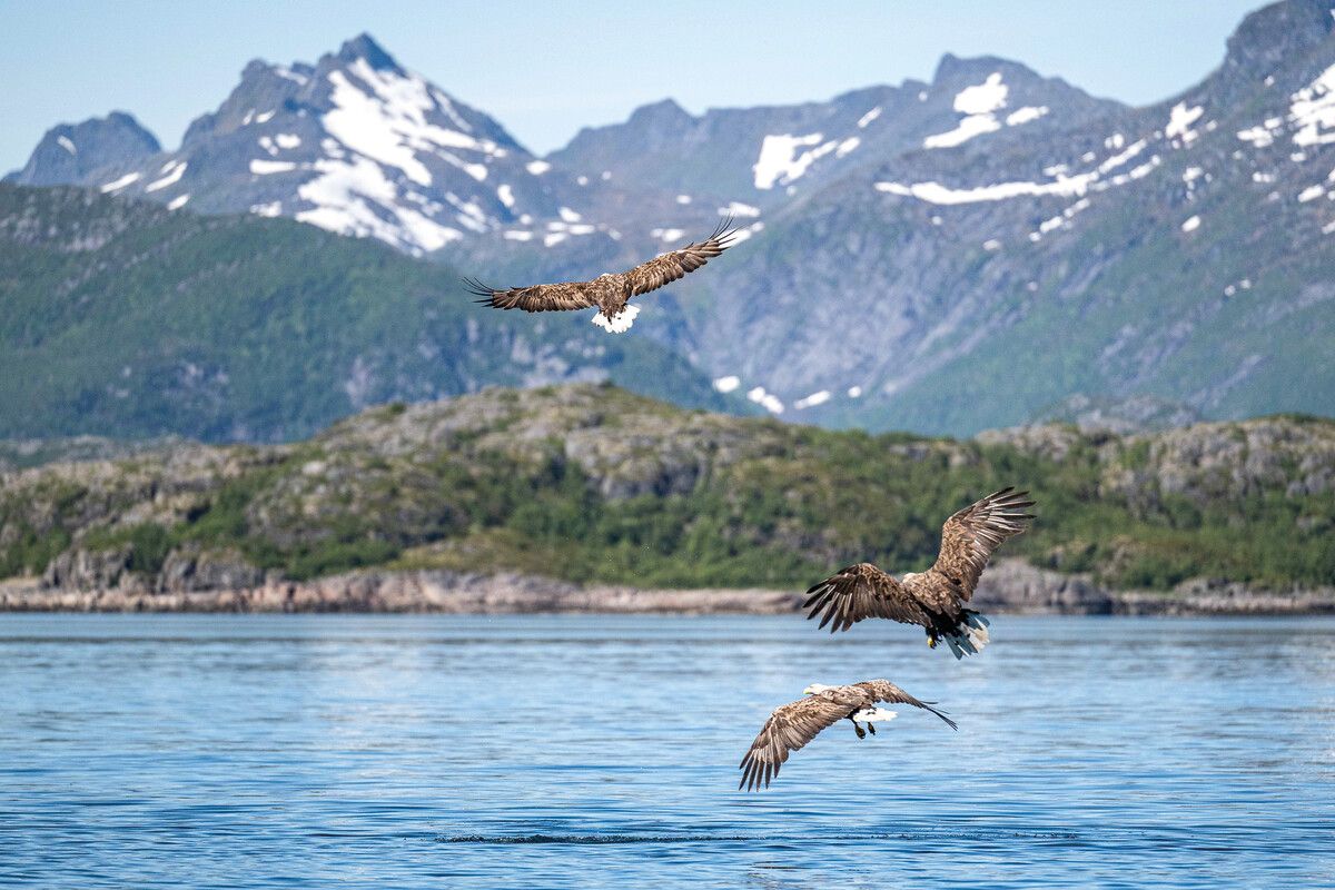 Seeadler kann man bei Svolvær ganz aus der Nähe beim Jagen beobachten.