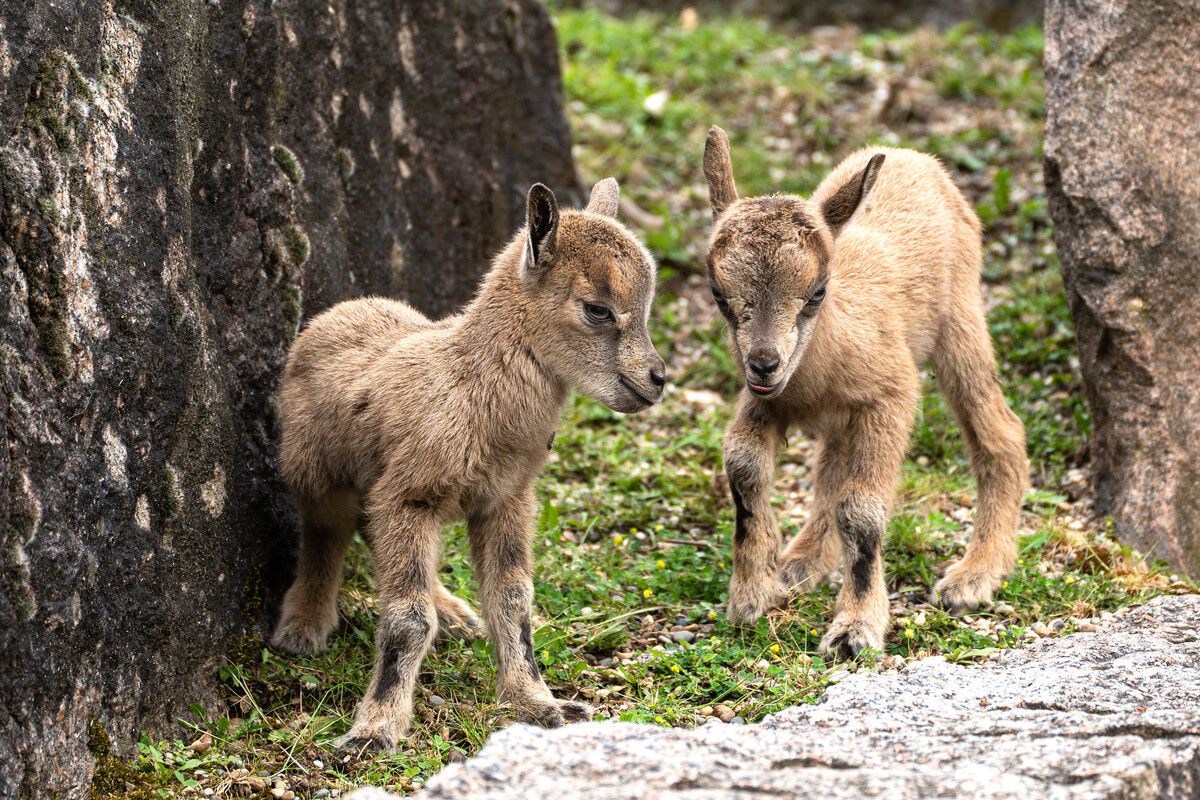Süßen Markhoren-Nachwuchs gibt‘s in der Wilhelma Stuttgart. Wilhelma Stuttgart