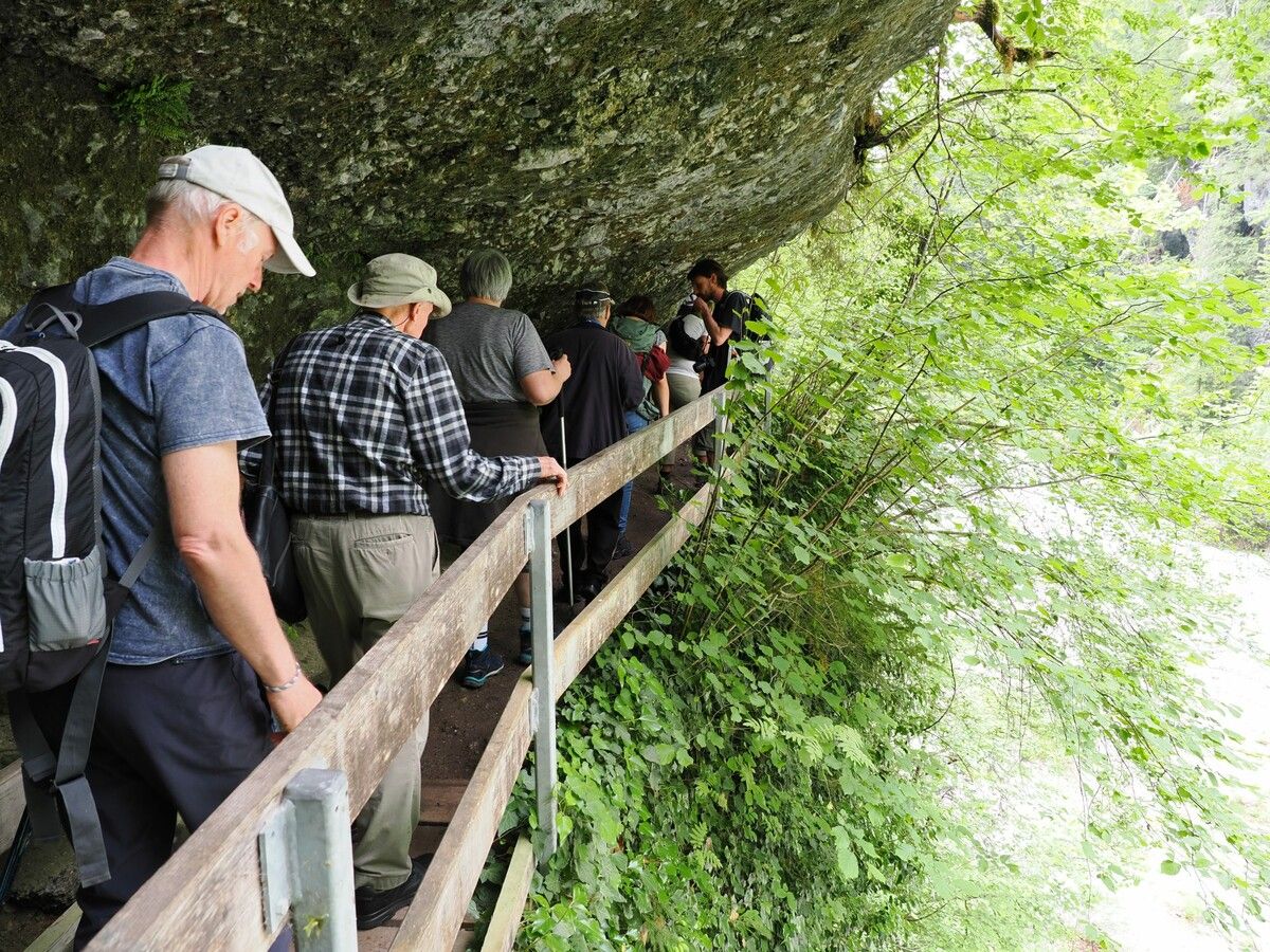 Teilnehmer erhielten tiefe Einblicke in die einzigartige Flora der Bürser Schlucht.NAturschiutzbund