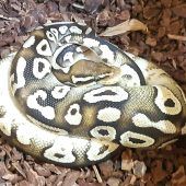 Mann findet im Wald Königspython