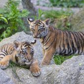 Tiger-Nachwuchs gedeiht prächtig