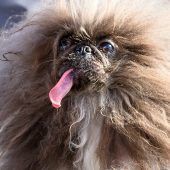 Pekinese „Wild Thang“ ist ­„hässlichster Hund der Welt“