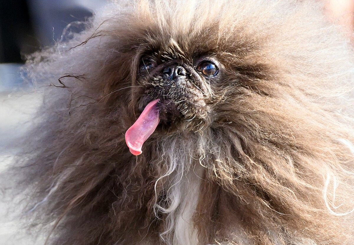 „Wild Thang“ heißt der acht Jahre alte Pekinese.AFP