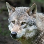 Der Wolf hat sich dünn gemacht