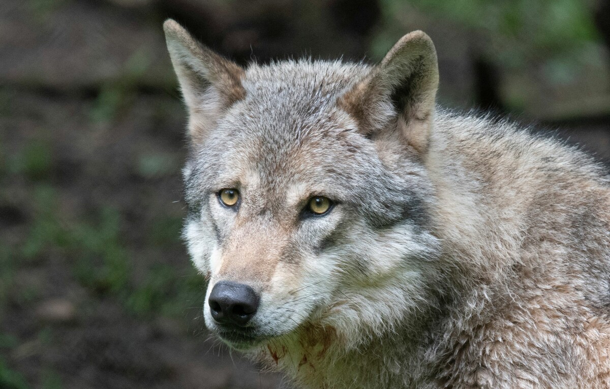 Das Land Vorarlberg hat den Wolf im Visier. AFP
