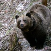 Tourist von einem Bären attackiert