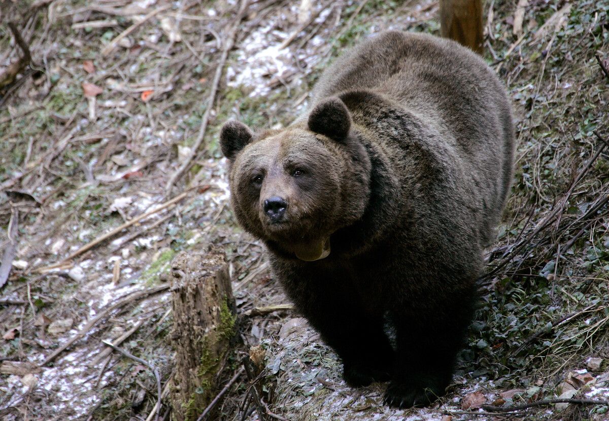 Das Trentino hatte zuletzt einen Gesetzesentwurf gebilligt, mit dem die Ausbreitung der Bärenpopulation eingedämmt werden soll. reuters