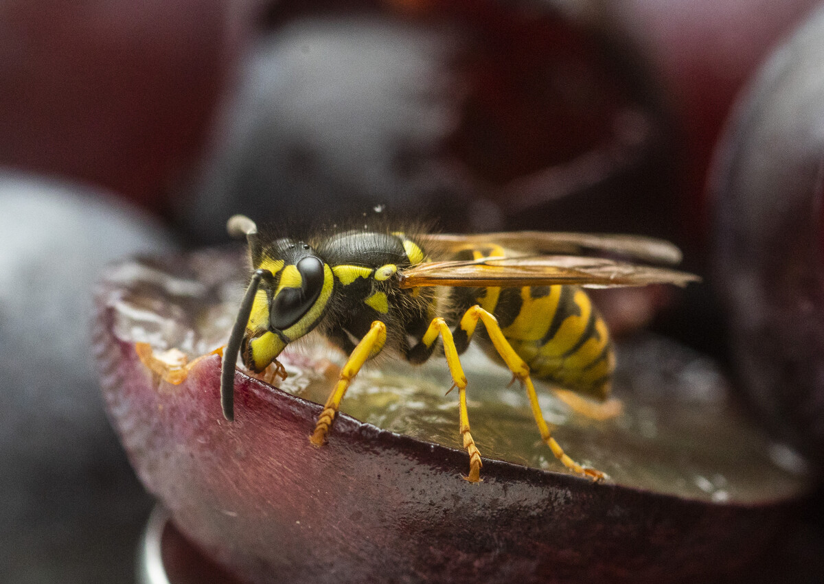 Das warme und trockene Wetter sowie die vielen Insekten kommen derzeit den Wespen sehr entgegen. VN/Paulitsch
