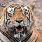 Gute Nachrichten von den Tigern: Zahl der Großkatzen steigt wieder